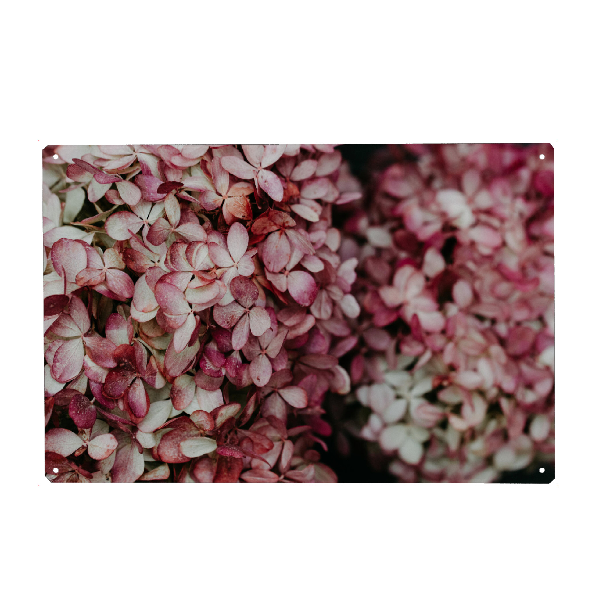 Holzbild "Blütenmeer" artboxONE - Natur,Floral - Hortensie,Bume,Floral,Rosa,Pink,Nature,Natur,Botanical,Botanisch