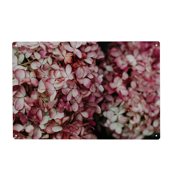 Metall Poster "Blütenmeer" artboxONE - Natur,Floral - Hortensie,Bume,Floral,Rosa,Pink,Nature,Natur,Botanical,Botanisch - Blechschild