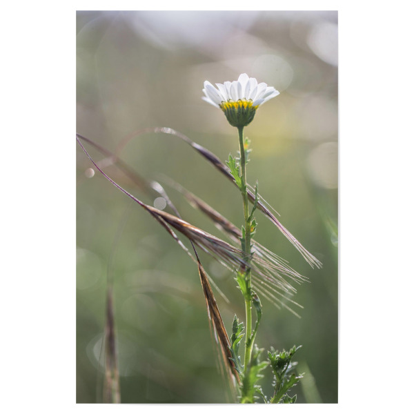 Poster "Gräser" artboxONE - Natur,Floral - Kamille,Wildblumen,Blumen,Wiese,Natur,Feld,Roggen,Gerste,Weizen,Grün,Gelb,Licht,Sonne,Sommer,Frühling