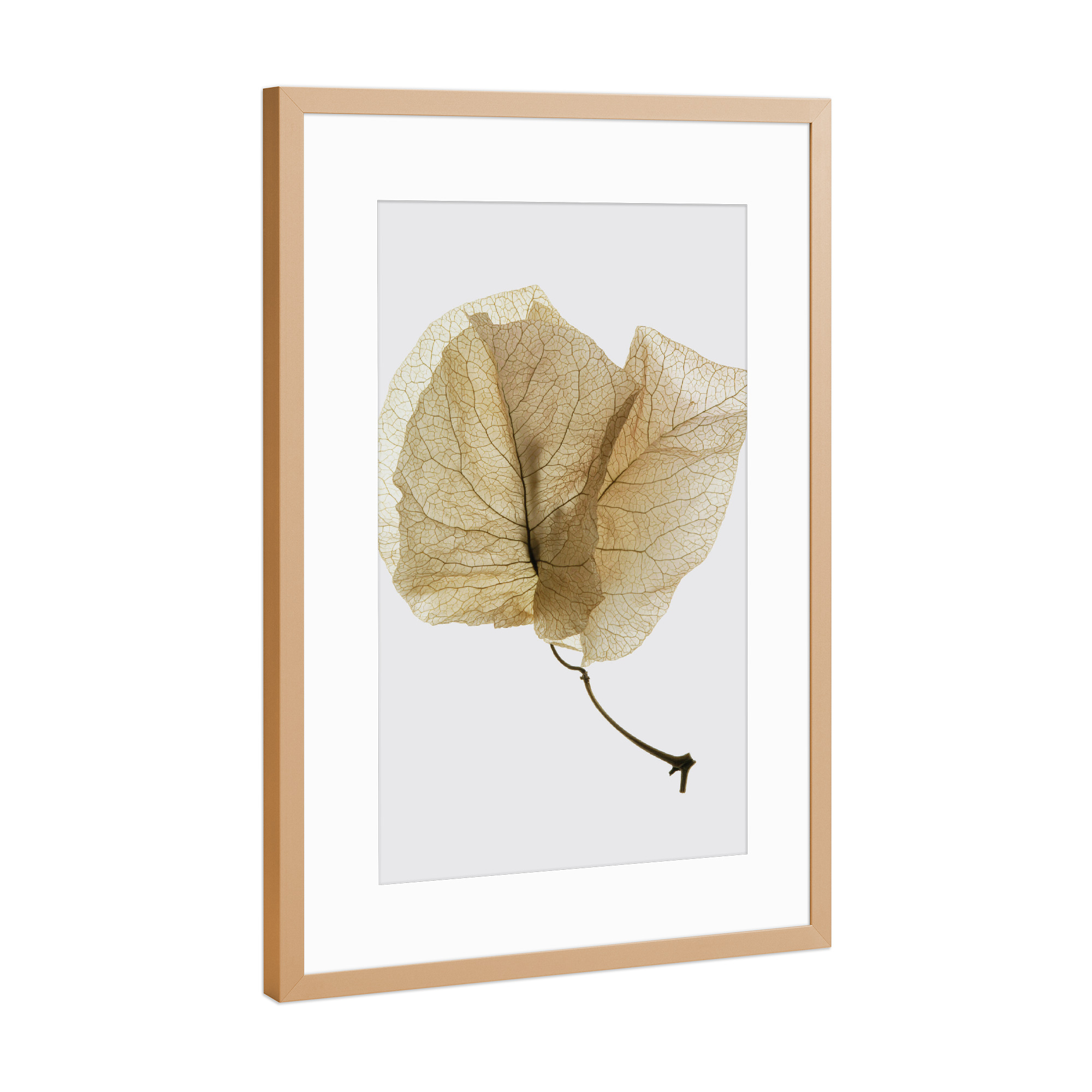 Poster mit Rahmen Kupfer "Bougainvillea Study C" artboxONE - Natur,Floral,Abstrakt