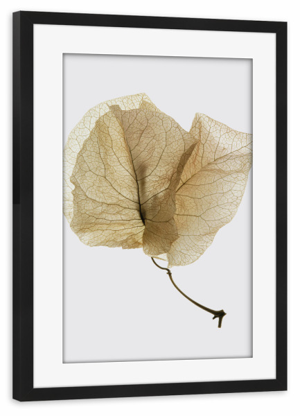 Poster mit Rahmen schwarz "Bougainvillea Study C" artboxONE - Natur,Floral,Abstrakt