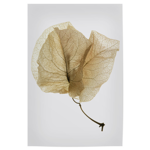 Poster "Bougainvillea Study C" artboxONE - Natur,Floral,Abstrakt