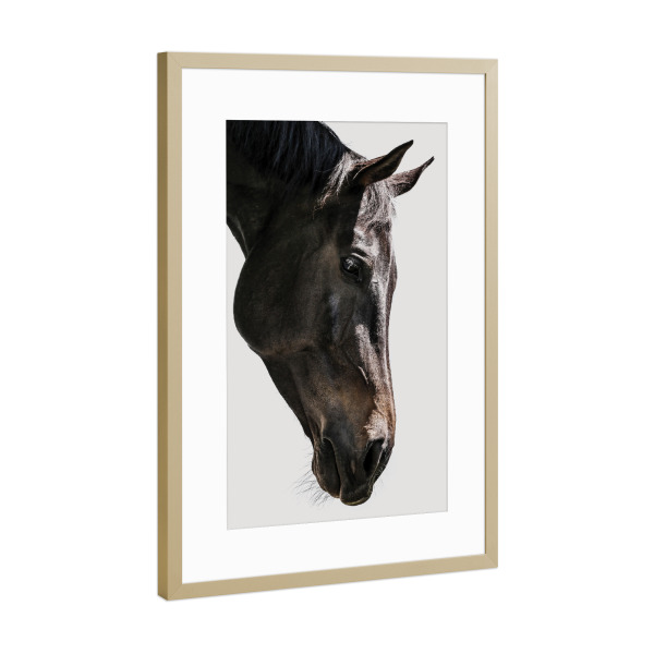 Poster mit Rahmen Gold "Bingo" artboxONE - Natur,Tiere - Horse,Horse head,Detail,Nature,Eyes,Pferd,Tier,Animal,Portrait,Natur,Closeup,Nahaufnahme