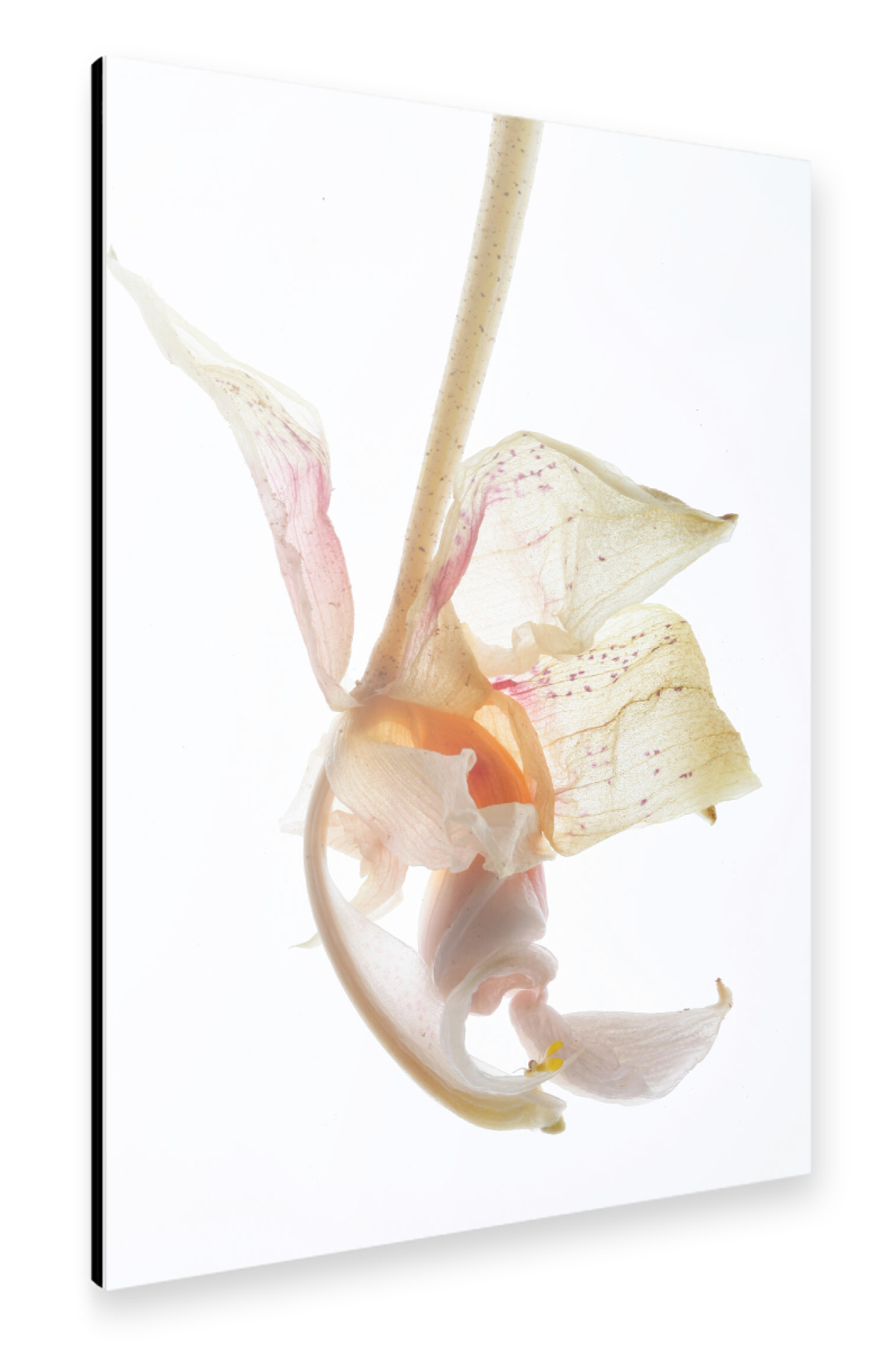 Alu-Dibond "Arch Angel B" 30x20 cm artboxONE