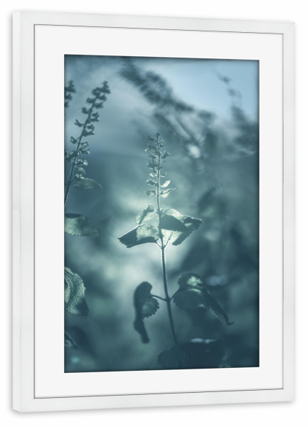 Poster mit Rahmen weiß "Gamander" artboxONE - Natur,Floral