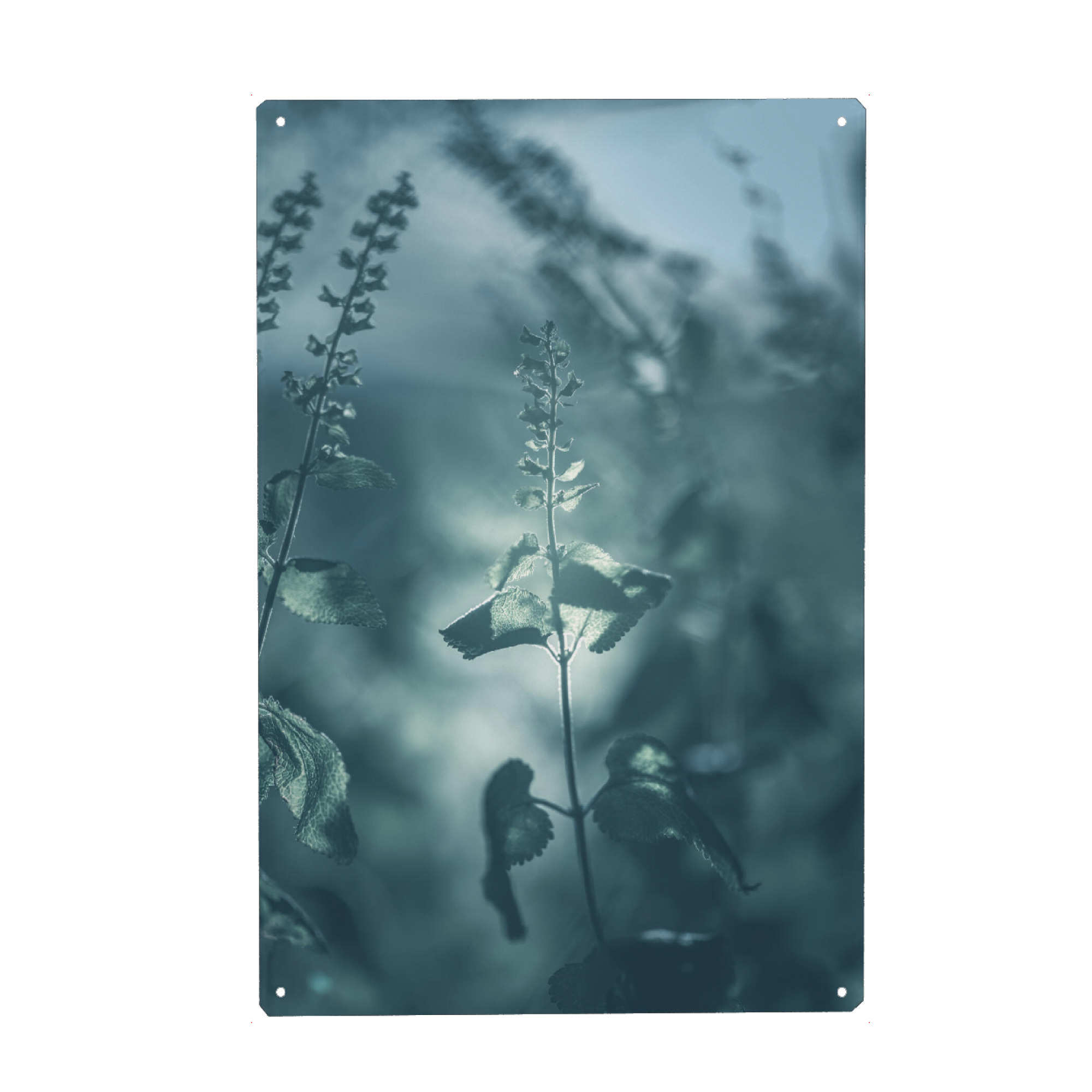 Metall Poster "Gamander" artboxONE - Natur,Floral