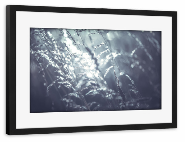 Poster mit Rahmen schwarz "Waving field" artboxONE - Natur,Floral - Gras,ähren,Gräser,Gegenlicht,Floral,Nahaufnahme,Closeup,Natur,Nature