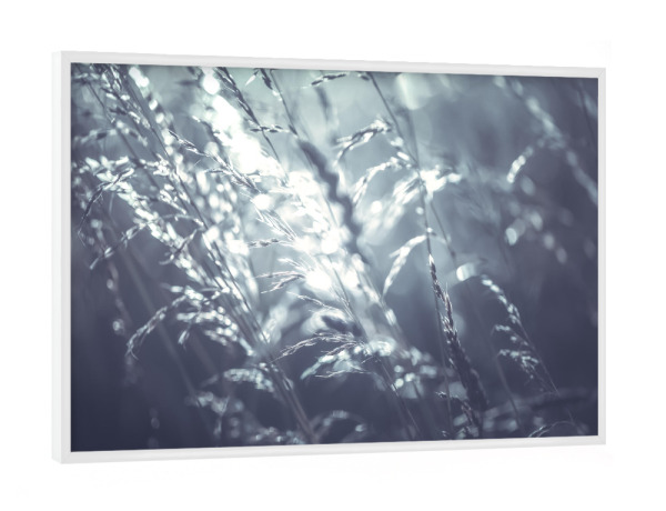 Poster mit weißem Rahmen "Waving field" artboxONE - Natur,Floral - Gras,ähren,Gräser,Gegenlicht,Floral,Nahaufnahme,Closeup,Natur,Nature