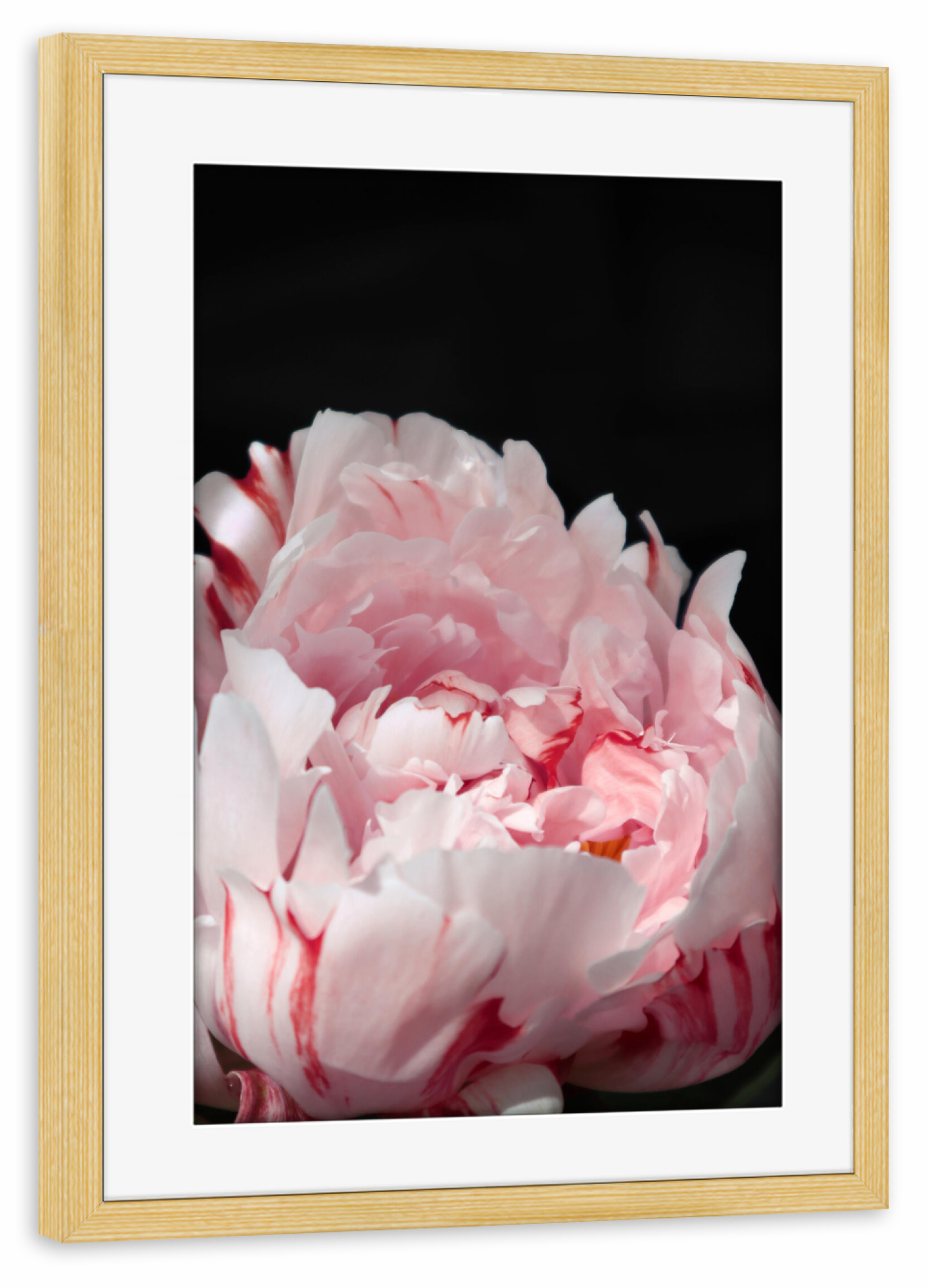 Poster mit Rahmen kiefer "Blush peony with stripes" artboxONE - Natur,Floral