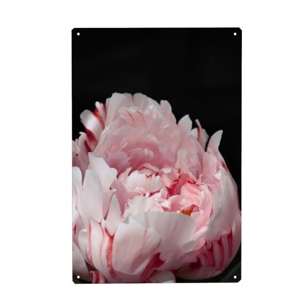 Holzbild "Blush peony with stripes" artboxONE - Natur,Floral - Blush,Pink,Feminine,Black,Botanical,Floral,Flower,Blume,Closeup,Nahaufnahme,Peony