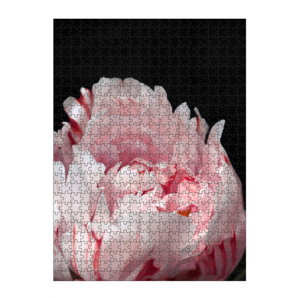artboxONE Puzzle "Blush peony with stripes" artboxONE - Natur,Floral
