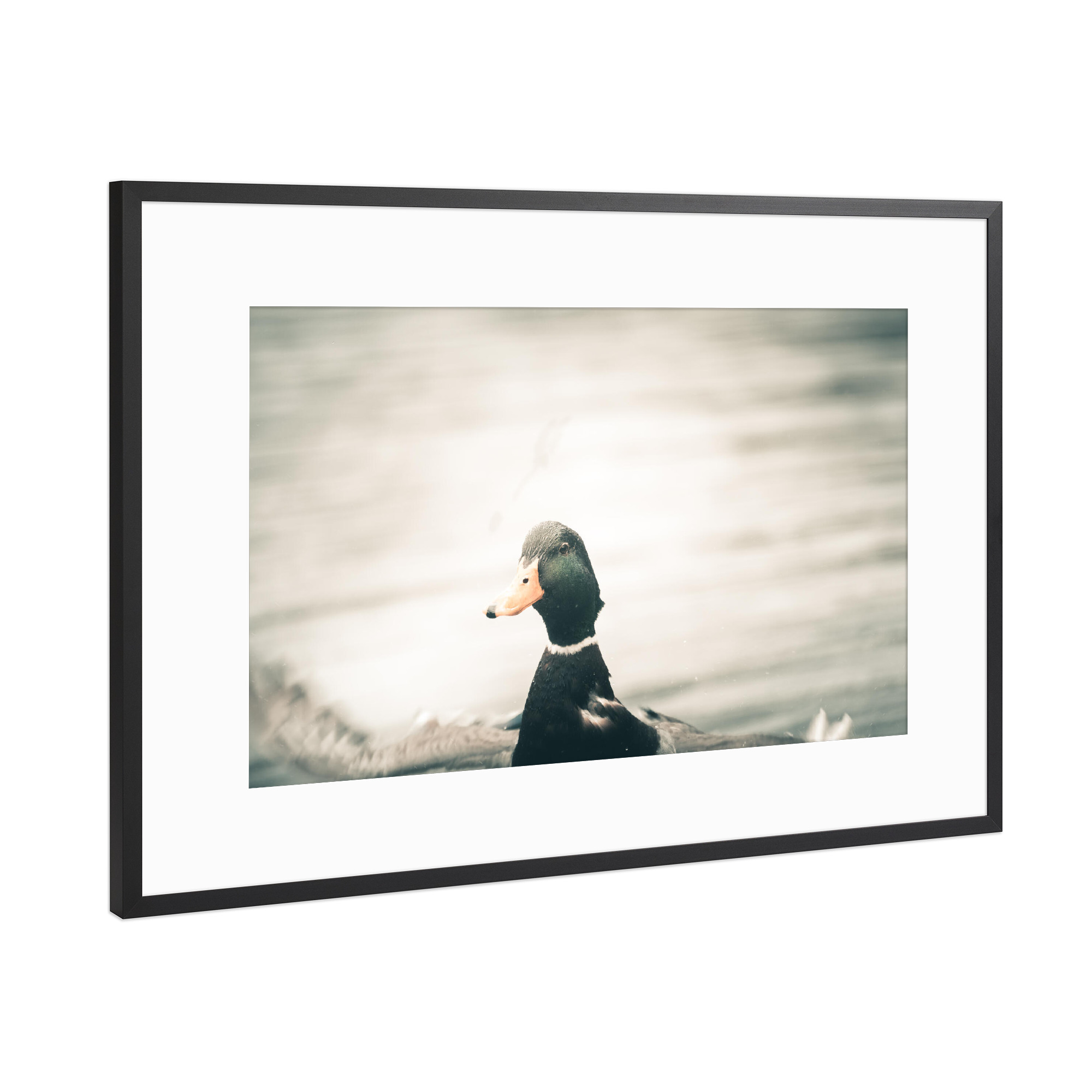 Poster mit Rahmen Schwarz (Metallic) "Ente in Aktion" artboxONE - Natur,Tiere