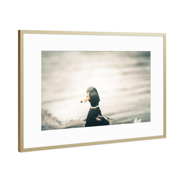 Poster mit Rahmen Gold "Ente in Aktion" artboxONE - Natur,Tiere - Stockente,Ente,Enterich,Erpel,Vogel,Rheinaue,Rheinufer,Duck,Tier,Animal,Natur,Nature