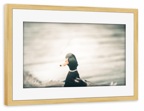 Poster mit Rahmen kiefer "Ente in Aktion" artboxONE - Natur,Tiere