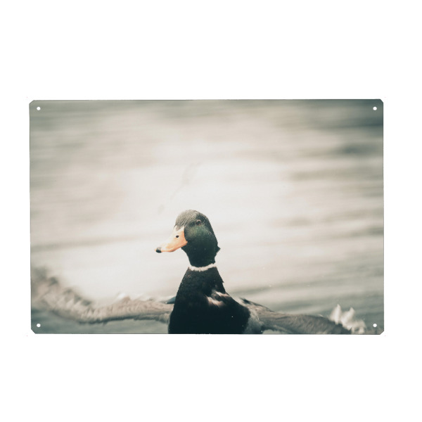 Holzbild "Ente in Aktion" artboxONE - Natur,Tiere - Stockente,Ente,Enterich,Erpel,Vogel,Rheinaue,Rheinufer,Duck,Tier,Animal,Natur,Nature