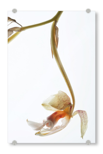 Acrylglasbild "Arch Angel A" artboxONE - Natur,Floral,Abstrakt
