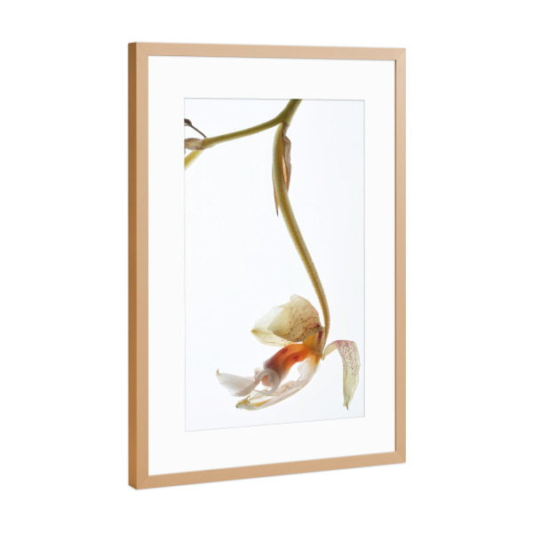 Poster mit Rahmen Kupfer "Arch Angel A" artboxONE - Natur,Floral,Abstrakt