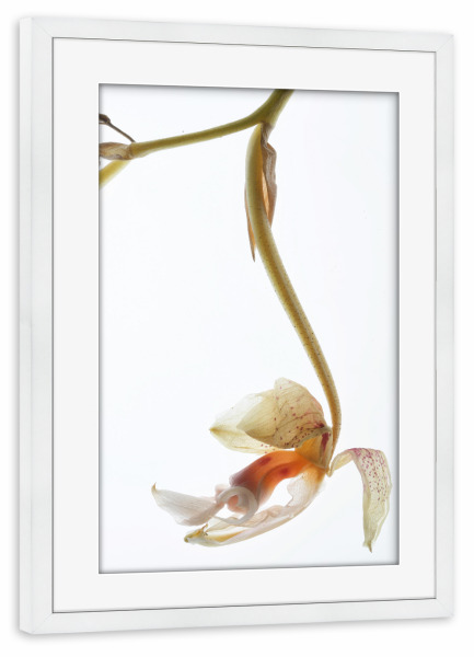 Poster mit Rahmen weiß "Arch Angel A" artboxONE - Natur,Floral,Abstrakt