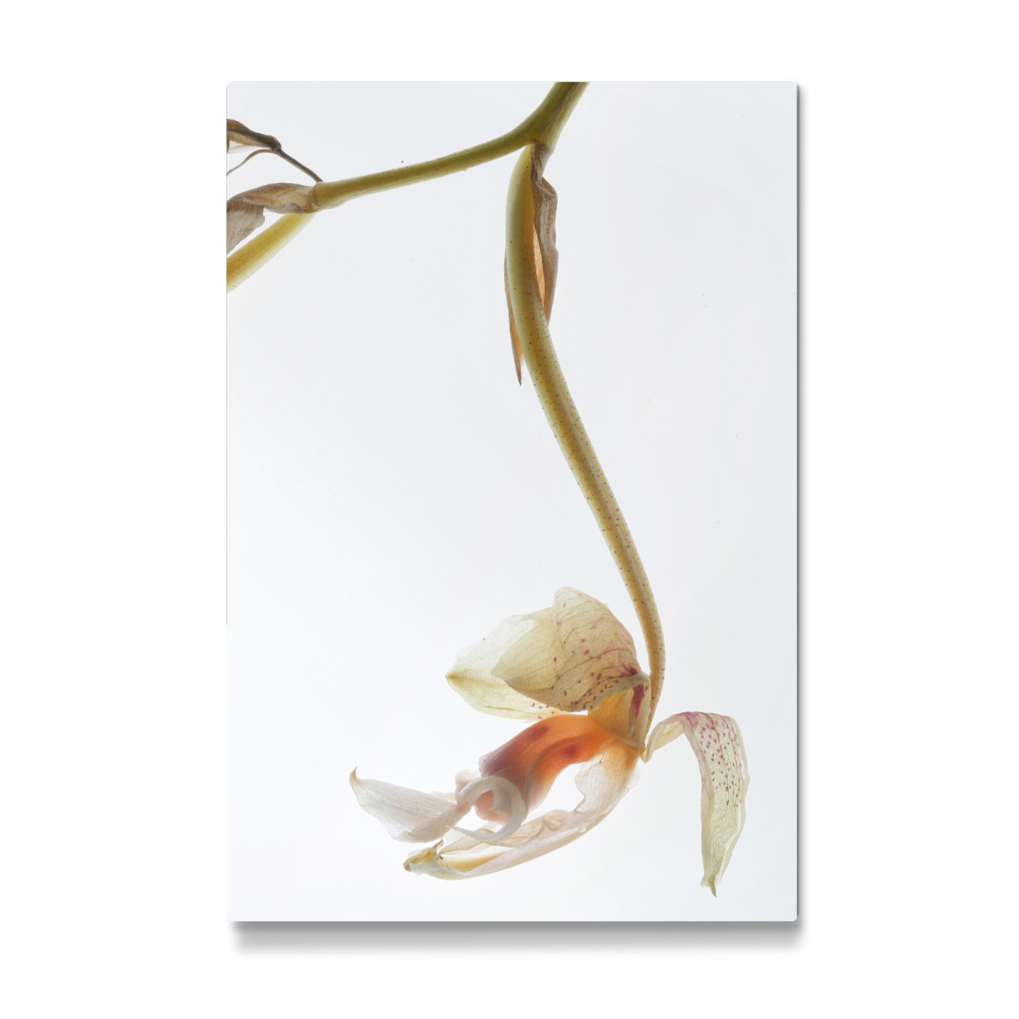 Galerie-Print "Arch Angel A" 75x50 cm artboxONE