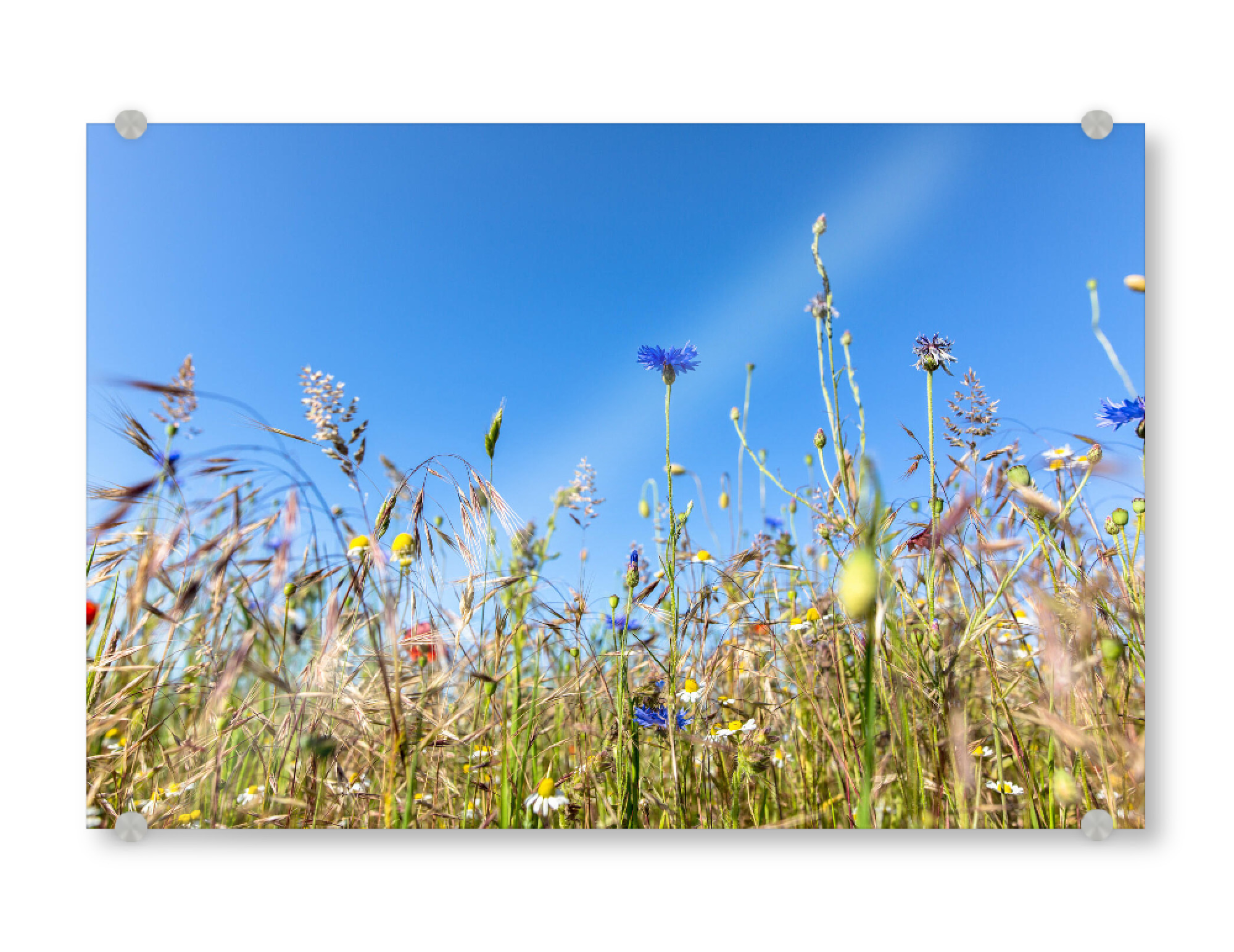 Acrylglasbild "Wildblumenwiese" artboxONE - Natur,Floral