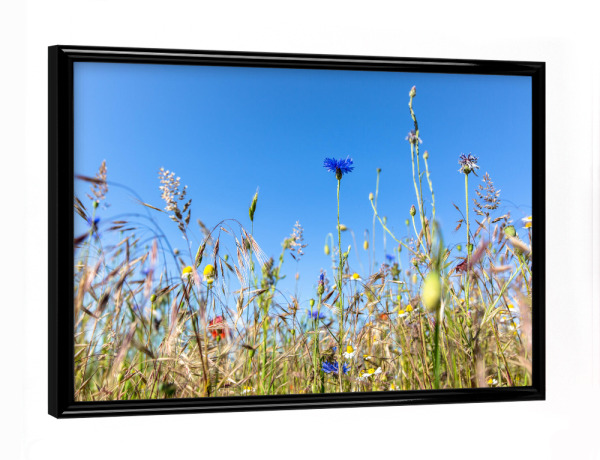 Poster mit schwarzem Rahmen "Wildblumenwiese" artboxONE - Natur,Floral