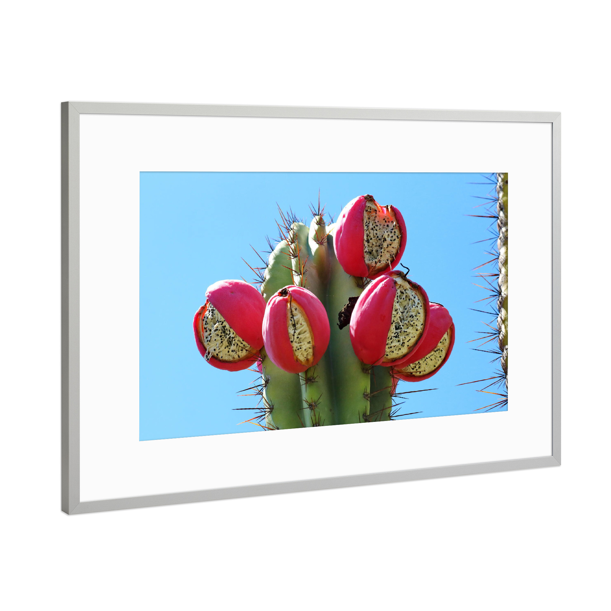Poster mit Rahmen Silber "Grüner Kaktus mit roten Früchten" artboxONE - Natur,Floral,Reise / Afrika