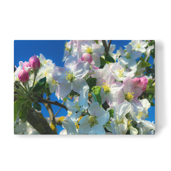 Leinwandbild "So schmeckt der Frühling" artboxONE - Natur,Floral