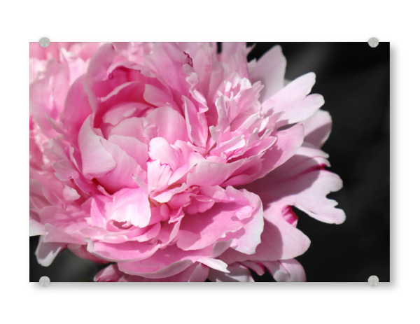 Acrylglasbild "Pink large peony" artboxONE - Floral - Pink,Peony,Feminine,Black,Floral,Botanical,Flower,Blume,Closeup,Nahaufnahme