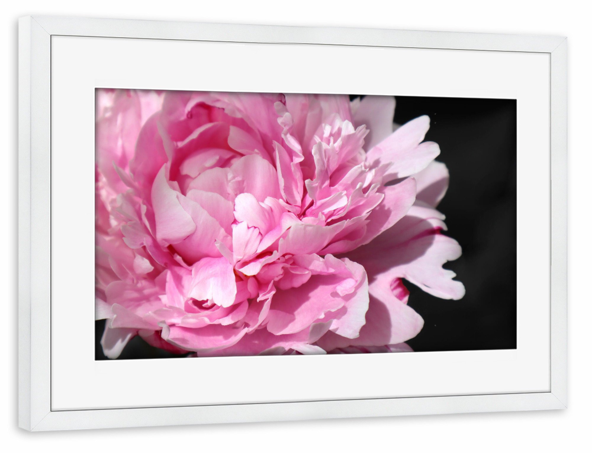Poster mit Rahmen weiß "Pink large peony" artboxONE - Floral - Pink,Peony,Feminine,Black,Floral,Botanical,Flower,Blume,Closeup,Nahaufnahme