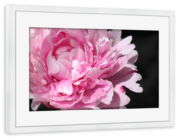 Poster mit Rahmen weiß "Pink large peony" artboxONE - Floral - Pink,Peony,Feminine,Black,Floral,Botanical,Flower,Blume,Closeup,Nahaufnahme