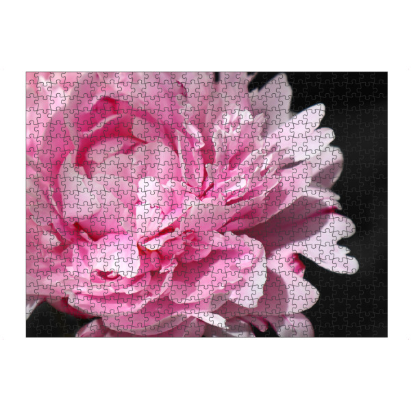 Puzzle Ravensburger "Pink large peony" artboxONE - Floral - Pink,Peony,Feminine,Black,Floral,Botanical,Flower,Blume,Closeup,Nahaufnahme - Bild pink