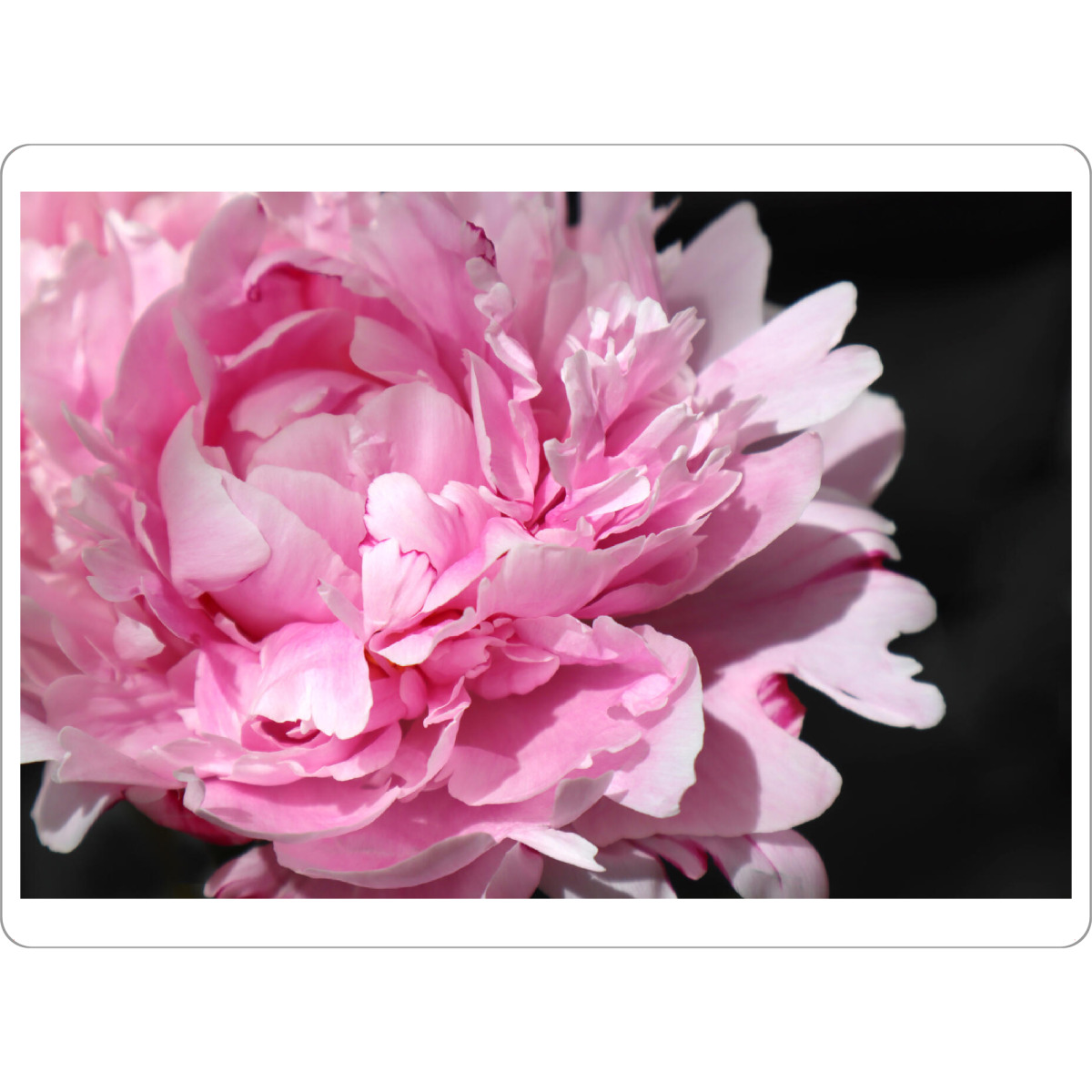 Tischset "Pink large peony" artboxONE - Floral - Pink,Peony,Feminine,Black,Floral,Botanical,Flower,Blume,Closeup,Nahaufnahme - Bild pink