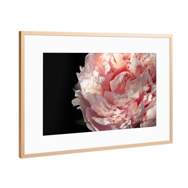 Poster mit Rahmen Kupfer "Blush peony photography" artboxONE - Floral - Peony,Floral,Flower,Blush,Femenine,Black,Pink,Natur,Nature,Closeup,Nahaufnahme