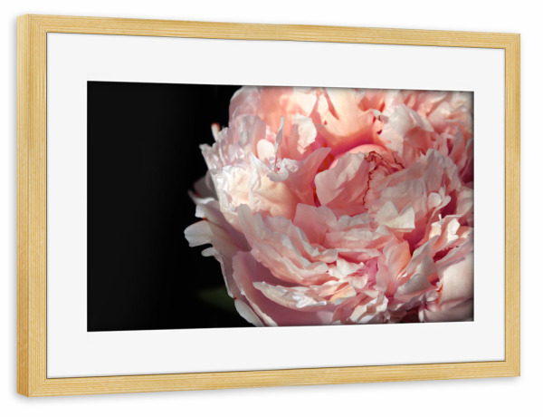 Poster mit Rahmen kiefer "Blush peony photography" artboxONE - Floral - Peony,Floral,Flower,Blush,Femenine,Black,Pink,Natur,Nature,Closeup,Nahaufnahme