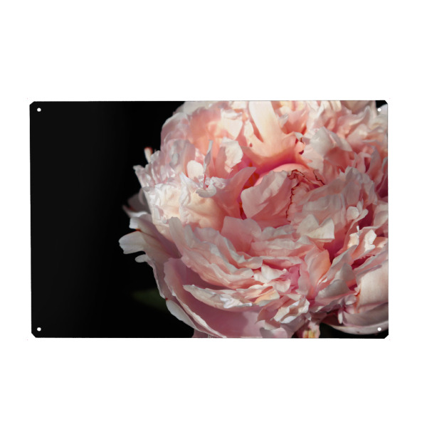 Holzbild "Blush peony photography" artboxONE - Floral - Peony,Floral,Flower,Blush,Femenine,Black,Pink,Natur,Nature,Closeup,Nahaufnahme