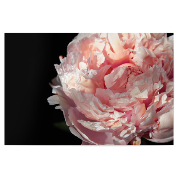 Poster "Blush peony photography" artboxONE - Floral - Peony,Floral,Flower,Blush,Femenine,Black,Pink,Natur,Nature,Closeup,Nahaufnahme