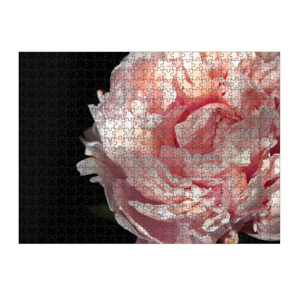 artboxONE Puzzle "Blush peony photography" artboxONE - Floral - Peony,Floral,Flower,Blush,Femenine,Black,Pink,Natur,Nature,Closeup,Nahaufnahme