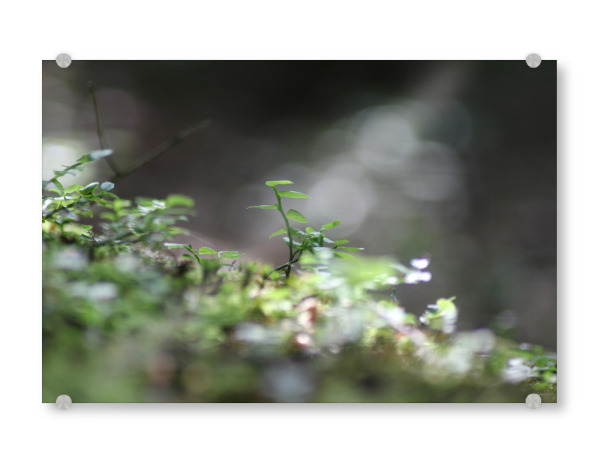 Acrylglasbild "Green tones" artboxONE - Natur - Nature,Natur,Leaves,Blätter,Closeup,Nahaufnahme