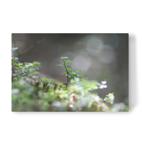 Leinwandbild "Green tones" artboxONE - Natur - Nature,Natur,Leaves,Blätter,Closeup,Nahaufnahme
