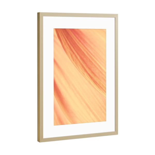 Poster mit Rahmen Gold "Petal Details" artboxONE - Natur,Floral