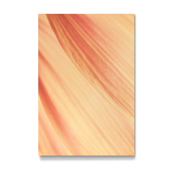 Galerie-Print "Petal Details" 30x20 cm artboxONE