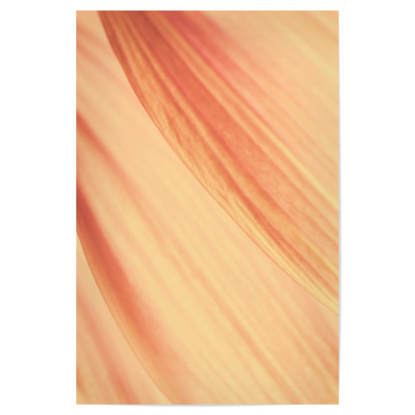 Poster 30x20 cm "Petal Details" artboxONE - Natur,Floral - Petal,Flower,Sunflower,Orange,Blume,Closeup,Nahaufnahme,Yellow,Delicate,Abstract,Abstrakt