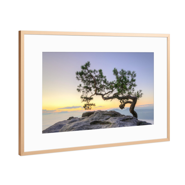 Poster mit Rahmen Kupfer "Kiefer auf dem Lilienstein" artboxONE - Natur,Reise