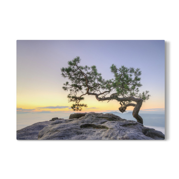 Galerie-Print "Kiefer auf dem Lilienstein" 30x20 cm artboxONE