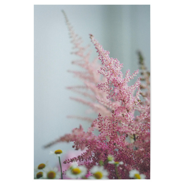 Poster "Astilbe Hybride" artboxONE - Natur,Floral