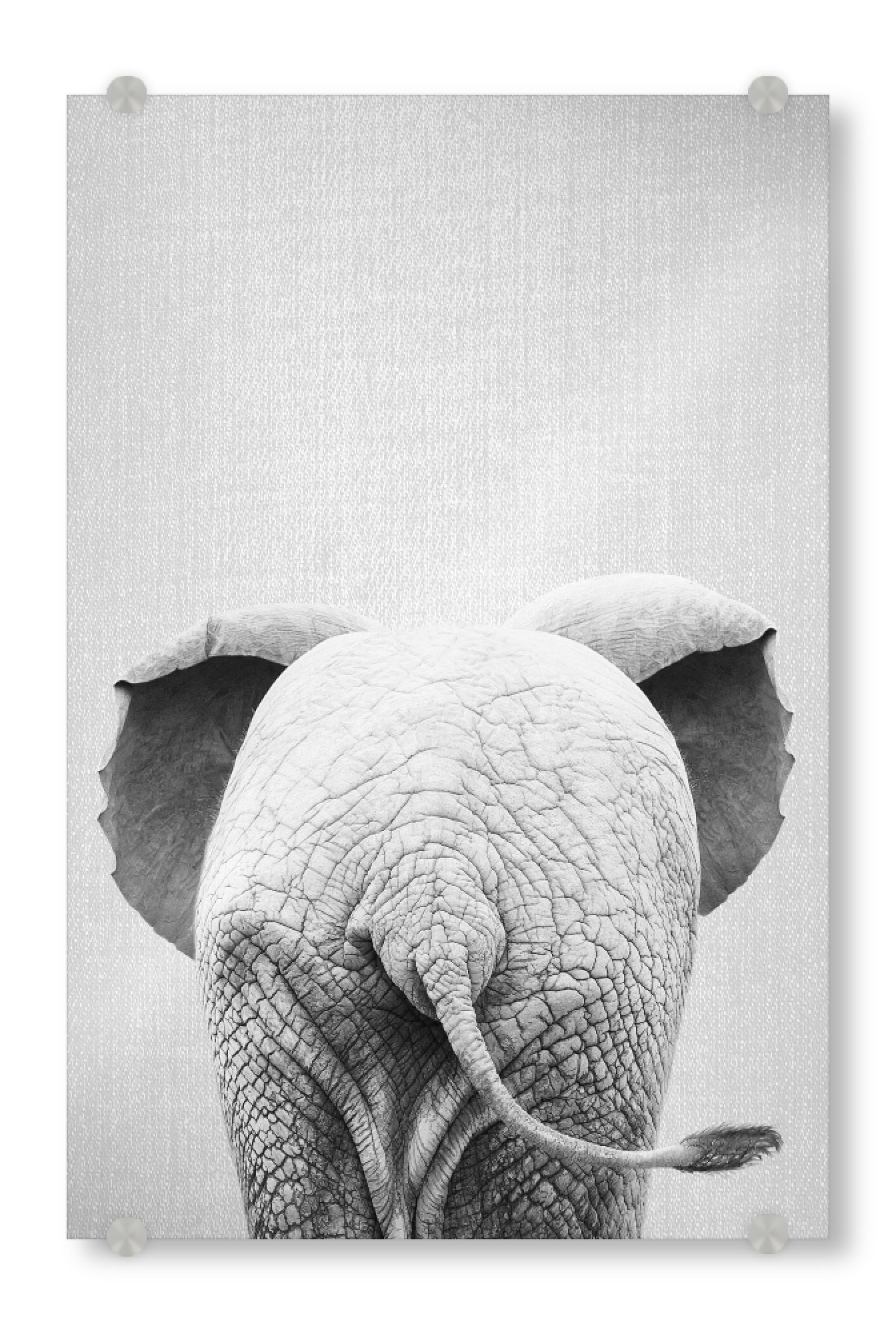 Acrylglasbild "Baby Elephant Tail - Black & White" artboxONE - Natur,Für Kinder,Tiere,Reise / Afrika,Lustig