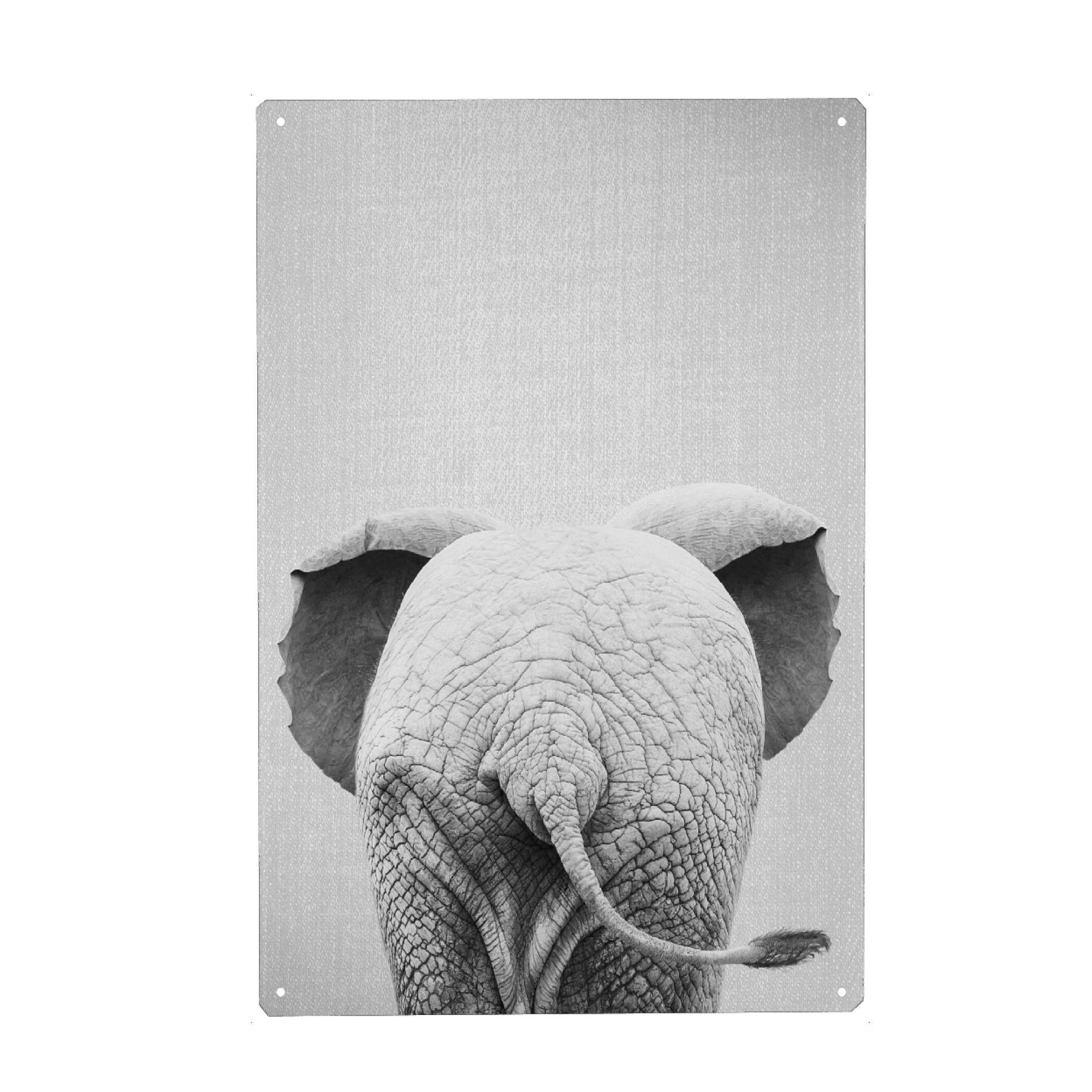 Metall Poster "Baby Elephant Tail - Black & White" artboxONE - Natur,Für Kinder,Tiere,Reise / Afrika,Lustig