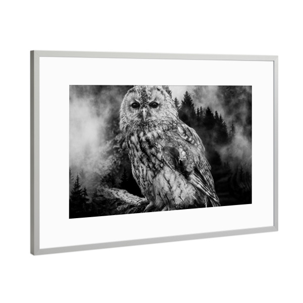 Poster mit Rahmen Silber "Owl & Forest (matart)" artboxONE - Natur,Tiere