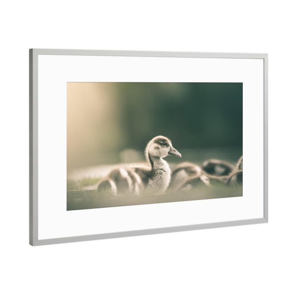 Poster mit Rahmen Silber "Gänseküken" artboxONE - Natur,Tiere