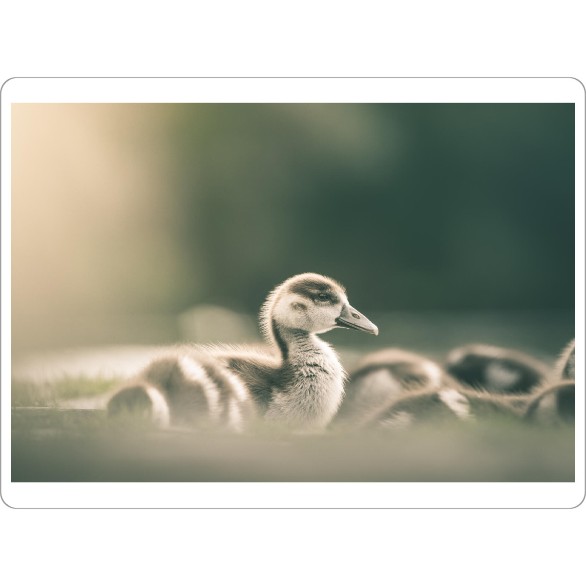 Tischset "Gänseküken" artboxONE - Natur,Tiere - Küken,Nilgans,Vögel,Gänse,Birds,Wasservogel,Wildlife,Süß,Rheinaue,Animals,Tiere,Natur,Nature